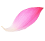 shape