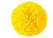 shape